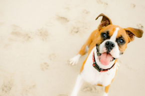 Modern Pet Friendly Oceanfront Condo